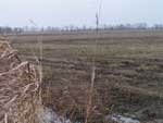 beanfield