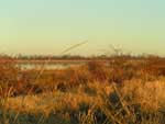 flooded rice field