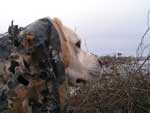 Opal under camo