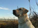 Tilde scanning the sky