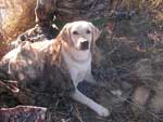 Tilde under camo