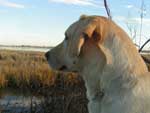 Tilde looking out