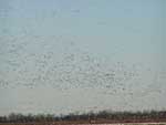 more geese
